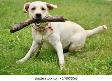 dog for a walk with a stick