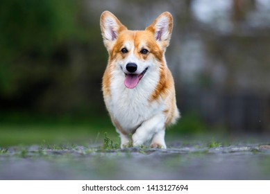 Dog Walk Welsh Corgi Breed Stock Photo 1413127694 | Shutterstock