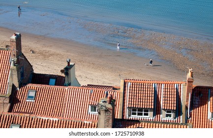 Dog Walker Aerial View Of Beach