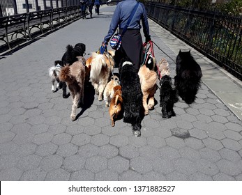 Dog Walker In Brooklyn New York, April 17th 2019