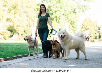 Dog Walker With Dogs Enjoying In Park.