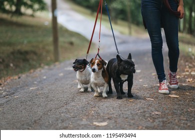 Dog Walker With Dogs Enjoying In Park. 