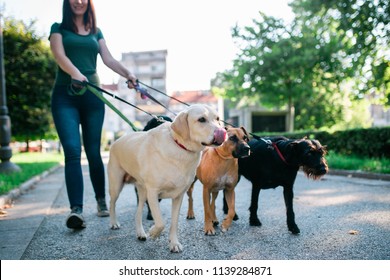 Dog walker enjoying with dogs while walking outdoors.