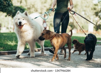 Dog walker enjoying with dogs while walking outdoors. 