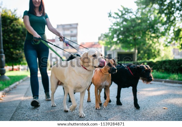 Dog\
walker enjoying with dogs while walking\
outdoors.