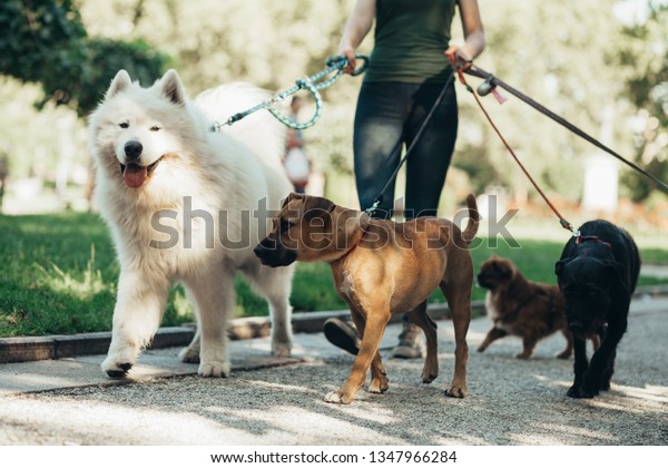 Dog\
walker enjoying with dogs while walking outdoors.\

