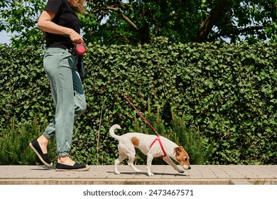 Dog walker and Jack Russell dog enjoy sunny day out on sidewalk. Female leads her dog at leash at street. Woman with her pet have fun at morning walking - Powered by Shutterstock