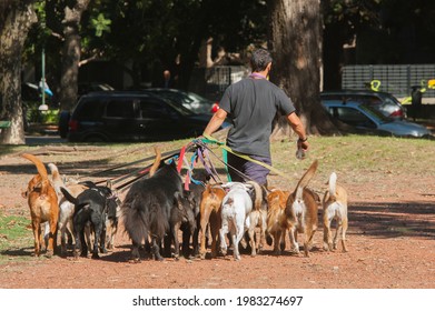 Dog Walker With Many Dogs On A Leash Strolling In The Park