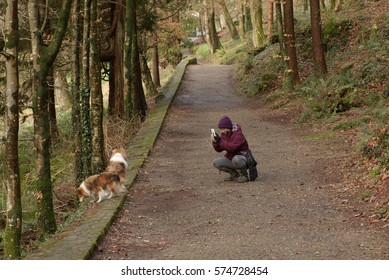 A Dog Walker Photographing Her Shetland Sheepdogs With A Mobile Phone, On A Woodland Path At Colby Gardens Near Amroth, Pembrokeshire, Wales, UK In February 2017