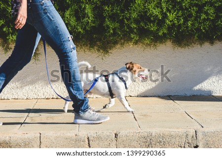 Dog walker strides with his pet on leash while walking at street pavement