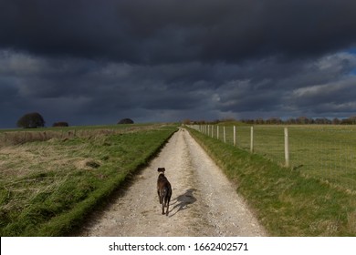 Dog Walking Along The Ridgeway Ancient Track Near West Kennet, Avebury, In The County Of Wiltshire, England.