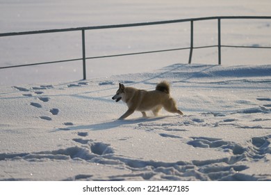 Dog Walking Among Snow In The Russian Countryside In Sunny Winter Day. He Purposefully Goes. No People. Animals Theme.