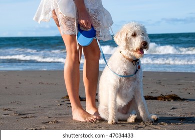 Dog Walking At Beach