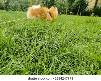 The dog walking in the green grass with dew, focus on the grass. walk the dog , early in the morning, watch out for ticks in the grass