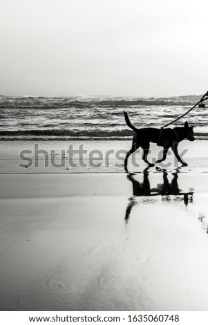 Similar – Child and dog by the sea