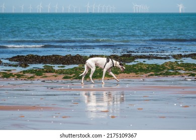 A Dog Walking On The Beach Of Botany Bay In Broadstairs, East Kent, England, With Floating Offshore Wind Farms At Horizon