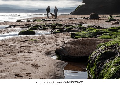 Dog walking on the beach. Sandy seashore walks with red cliff, at a Jurassic coastal bay. Cloudy day. Rock pools with seaweed,  prehistoric rock.   - Powered by Shutterstock