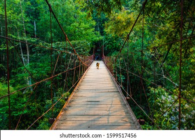 A Dog Walking On Rope Bridge In Forests Of Sapa, Vietnam 