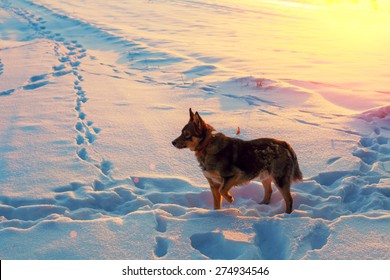 Dog Walking On The Snow At Sunset