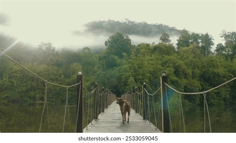 Dog walking on suspension bridge in misty forest with lush greenery and mountains in background. Peaceful nature scene with fog and serene atmosphere. - Powered by Shutterstock