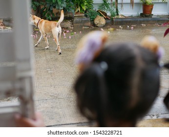 A Dog, Walking Outside Of A House, Makes A Little Baby Scared And Dare Not To Walk Pass The Gate