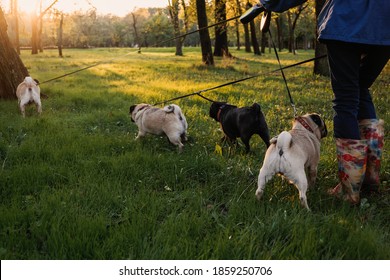 Dog Walking. Professional Dog Walker Walking Dogs In Autumn Sunset Park. Walking The Pack Array Of Pugs On City Park