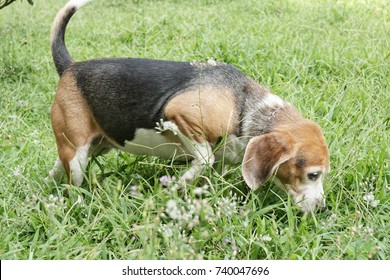 Dog Walking And Sniffing On The Grass At The Park Alone In The Morning Evening, Human Best Friend