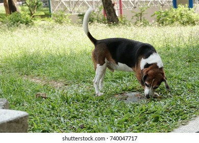 Dog Walking And Sniffing On The Grass At The Park Alone In The Morning Evening, Human Best Friend