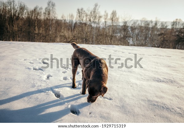 A dog walking in the\
snow a Labrador