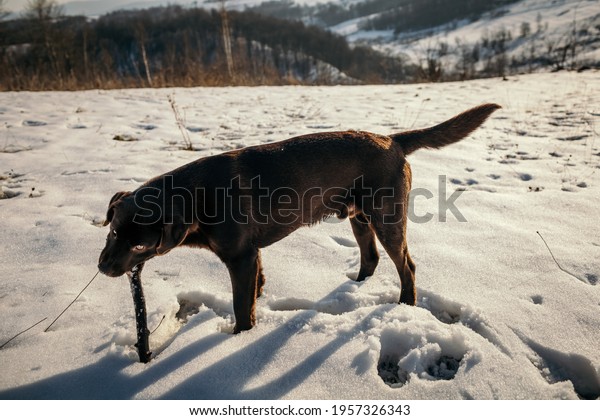 A dog walking in the\
snow a Labrador