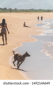 A dog is walking towards the atlantic ocean, a woman walks on the beach wearing a bikini and carrying a bag, a man is steated facing the sea