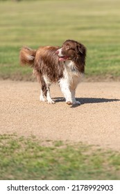 Dog Walking Without A Lash. The Dog Is Looking At Its Owner.