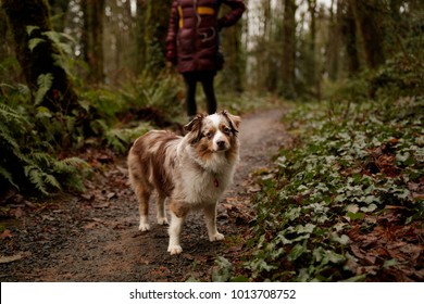 A Dog Is Walking In The Woods With His Owner In Oregon Trail. 