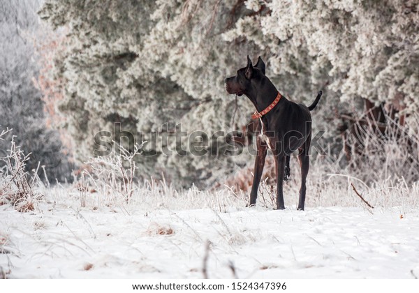 Dog Walks Near Forest Winter Frost 