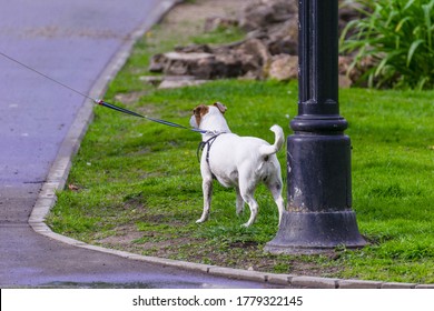 The Dog Walks On A Leash In The Park. The Dog Stands At A Lamppost.