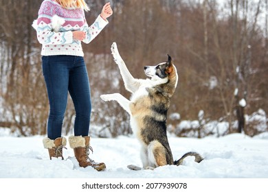 The Dog Walks In The Winter In Nature With Its Owner. They Train And Play            