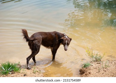 
Dog In Waltz Or Large Brown Mud Puddle, Hunting Stray Dog ​​looking