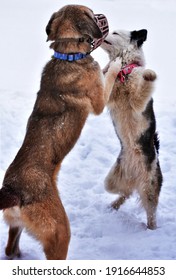 Dog Waltz In The Snow Two Dogs Of The Yakut Laika Breed And The Kangal Breed (Turkish Anatolian Shepherd Dog) Are Dancing In A Muzzle While Playing In The Snow 