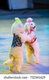 Dog Waltz. Two White Cropped Poodles Dance Together On Their Hind Legs On The Red Circus Arena
