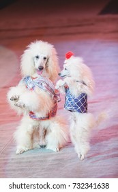 Dog Waltz. Two White Cropped Poodles Dance Together On Their Hind Legs On The Red Circus Arena
