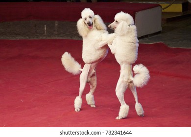 Dog Waltz. Two White Cropped Poodles Dance Together On Their Hind Legs On The Red Circus Arena
