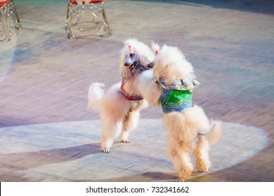 Dog Waltz. Two White Cropped Poodles Dance Together On Their Hind Legs On The Red Circus Arena
