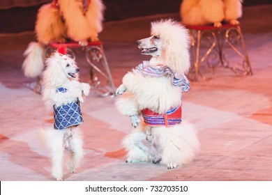 Dog Waltz. Two White Cropped Poodles Dance Together On Their Hind Legs On The Red Circus Arena
