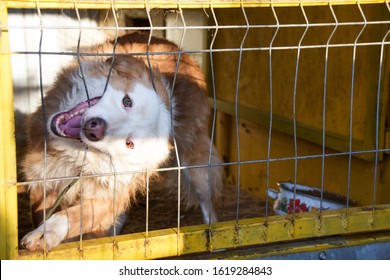 The Dog Wants To Escape From Behind The Bars. The Dog Nibbles The Cage