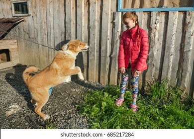 The Dog Wants To Play With The Girl On The Background Of A Wooden Wall.