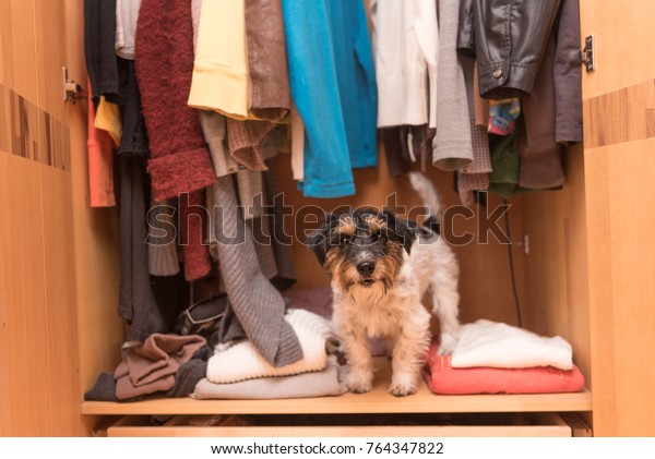 Dog Wardrobe Jack Russell Terrier Stock Photo Edit Now 764347822