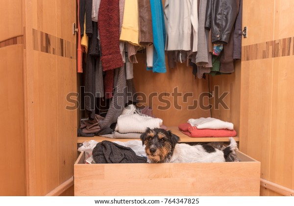 Dog Wardrobe Jack Russell Terrier Stock Photo Edit Now 764347825