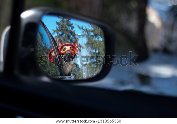 Dog waring goggles sticking her head out the window\
of a car