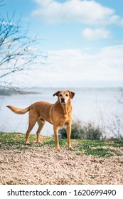 Dog In Warm Spring Sun