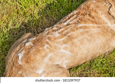 Dog Washing. Back Of A Dog With Soapy White Foam On A Background Of Grass In The Yard